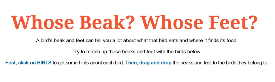 Whose Beak? Whose Feet?