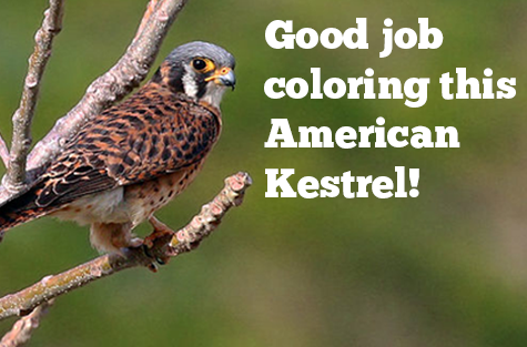 great job coloring this falcon