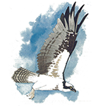 Osprey