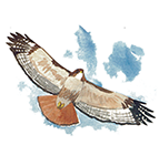 Redtailed Hawk