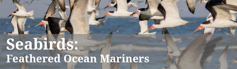 seabirds banner