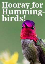 Hummingbirds