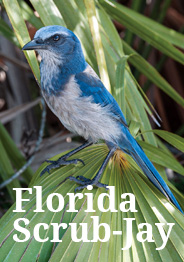 Florida scrub jay button