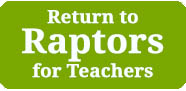 return to raptors for teachers