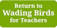 Return to Wild about Birds for Teachers