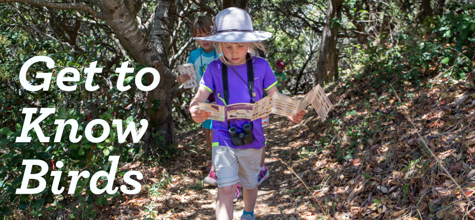 wild about birds banner